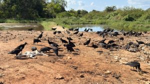 BACABAL – MPMA vai cobrar cumprimento de medidas para melhorar funcionamento do Matadouro